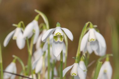 Kardamlalarına (galanthus nivalis) yaklaşın.