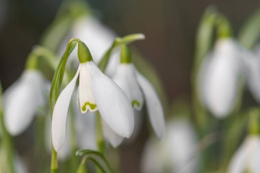 Kardamlalarına (galanthus nivalis) yaklaşın.