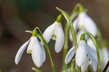 Kardamlalarına (galanthus nivalis) yaklaşın.