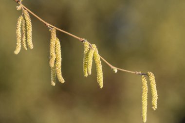 Olgun erkek kedi derileri bir Hazel ağacında (Corylus avellana).