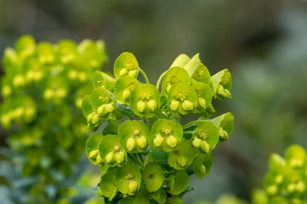 Euphorbia Květiny Květu — Stock fotografie