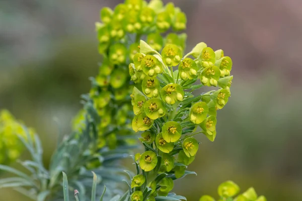 花にユーフォルビアの花 — ストック写真