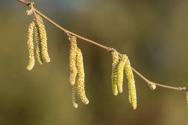 Зрілі Чоловіки Кішки Дереві Хазел Corylus Avellana — стокове фото