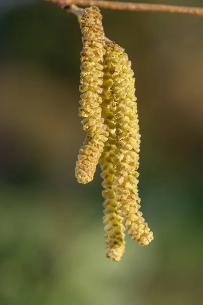 Зрілі Чоловіки Кішки Дереві Хазел Corylus Avellana — стокове фото