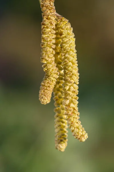 Maduro Masculino Catkins Uma Árvore Hazel Corylus Avellana — Fotografia de Stock