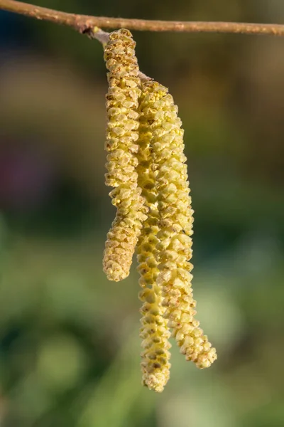 Maduro Masculino Catkins Uma Árvore Hazel Corylus Avellana — Fotografia de Stock