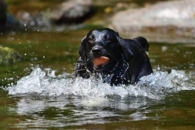 Ağzında bir taşla nehirde koşan siyah bir Labrador av köpeğinin portresi.