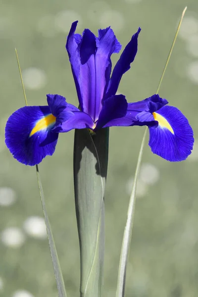 Bahçede Açan Mor Bir Iris Iris Versicolor Rengi — Stok fotoğraf