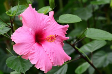 Çiçek açmış pembe bir amber çiçeğine yaklaş.