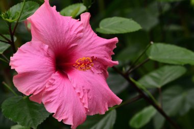 Çiçek açmış pembe bir amber çiçeğine yaklaş.