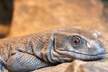 Savana monitörünün (varanus exanthematicus) esaret altındaki portresini kapat