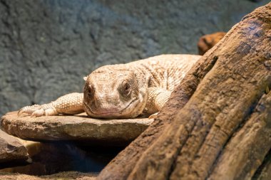 Savana monitörünün (varanus exanthematicus) esaret altındaki portresi