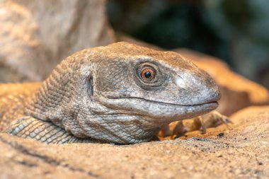 Savana monitörünün (varanus exanthematicus) esaret altındaki baş görüntüsü