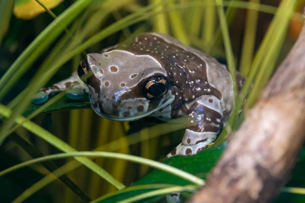 Közelkép Egy Misszióról Aranyszemű Béka Trachycephalus Resinifictrix Fogságban — Stock Fotó