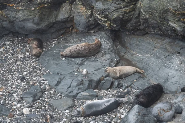 Cornwall Daki Godrevy Sahilinde Gri Foklar Halichoerus Grypus — Stok fotoğraf