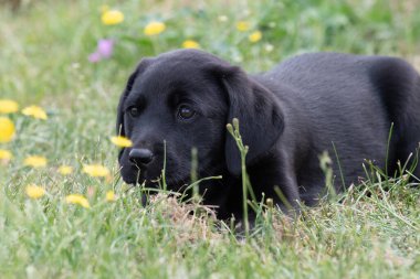 8 haftalık siyah Labrador köpek yavrusunun çimlerin üzerinde şirin bir portresi.
