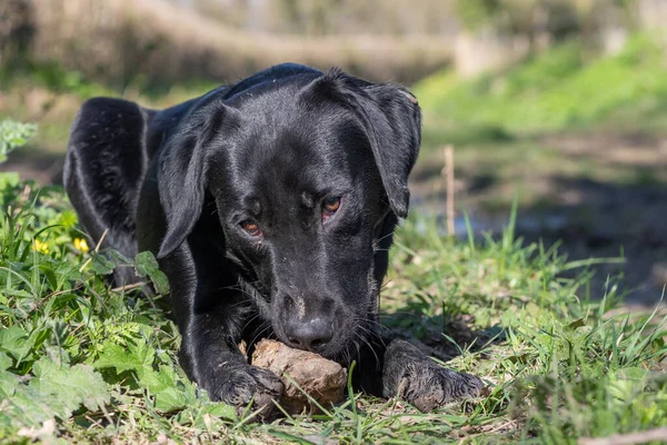 Porträtt Svart Labrador Valp Leka Med Pinne — Stockfoto