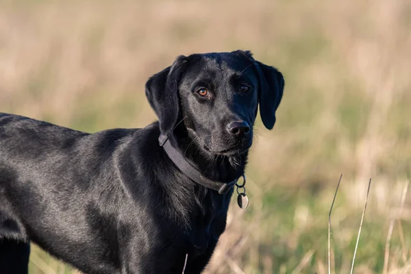 一个6个月大的纯种黑色拉布拉多犬在草场的画像 — 图库照片