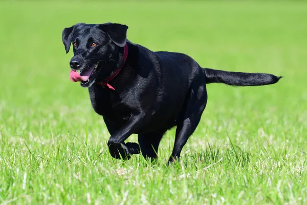 Foto Acción Joven Labrador Negro Corriendo Por Campo —  Fotos de Stock