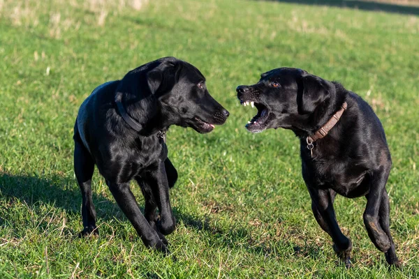 Közelkép Két Fekete Labradorról Akik Egy Mezőn Játszanak — Stock Fotó