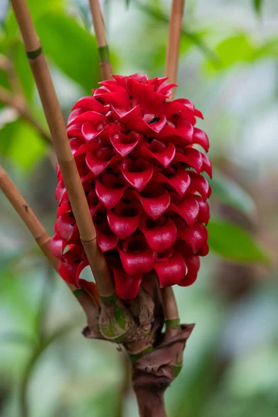Zbliżenie Kwiatu Indonezyjskim Wosku Imbir Tapeinochilos Ser Roślina — Zdjęcie stockowe