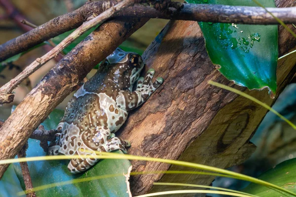 Egy Amazonasi Tejbéka Trachycephalus Resinifictrix Közelsége — Stock Fotó