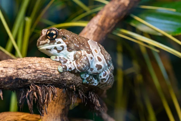 나뭇가지에 개구리 Trachycephalus Resinifictrix — 스톡 사진