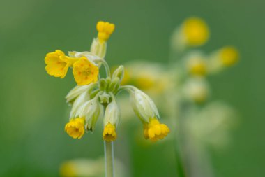 Yaygın bir inek sürüsü (primula veris) bitkisinin açılışını kapat