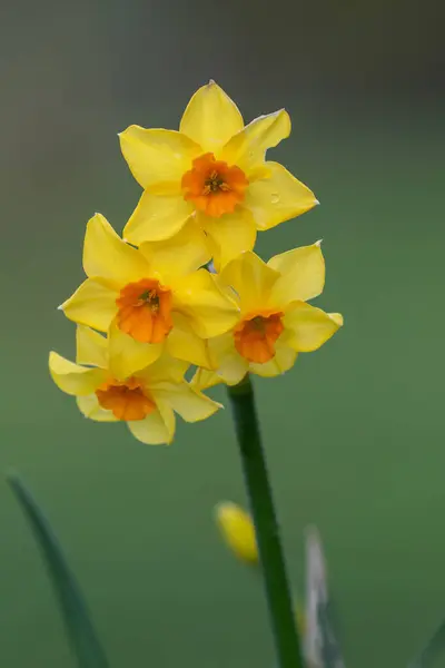 Zbliżenie Żonkil Narcyz Kwiaty Rozkwicie — Zdjęcie stockowe