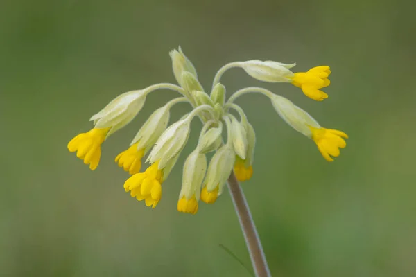 Közel Egy Közönséges Tehéncsúszda Primula Veris Növény Virágzik — Stock Fotó