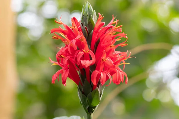 Κοντινό Πλάνο Ενός Λουλουδιού Των Καρδιναλίων Pachystachys Coccinea — Φωτογραφία Αρχείου