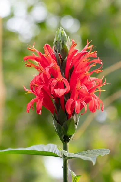 Κοντινό Πλάνο Ενός Λουλουδιού Των Καρδιναλίων Pachystachys Coccinea — Φωτογραφία Αρχείου