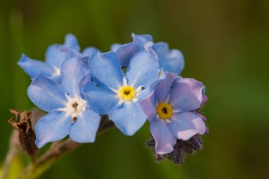 Macro shot of forget me no toots (myosotis) in bloom.