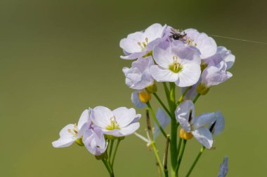 Çiçek açmış bir guguk kuşunun (cardamine pratensis) kapanışı