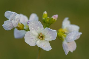 Çiçek açmış bir guguk kuşunun (cardamine pratensis) kapanışı