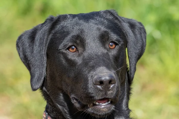 Fejlövés Egy Aranyos Fekete Labrador Kiskutya — Stock Fotó