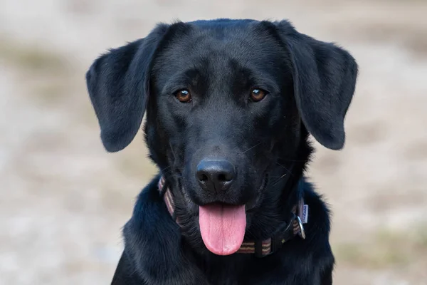 Kopfschuss Eines Niedlichen Schwarzen Labrador Welpen — Stockfoto
