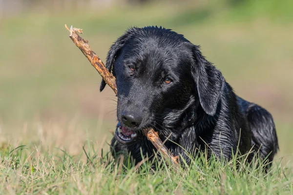 湿透了的黑色拉布拉多犬用棍子玩耍的肖像 — 图库照片