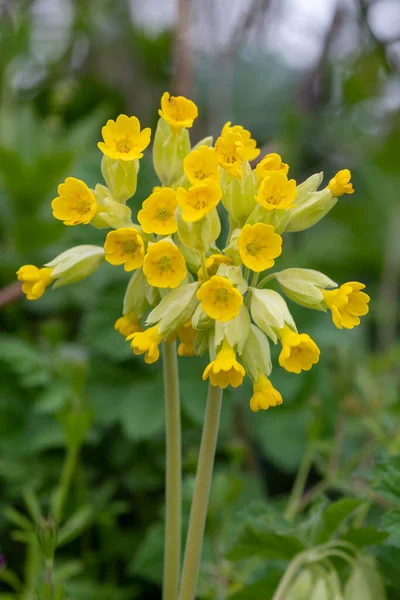 Close Van Gewone Koeienlippen Primula Veris Bloei — Stockfoto