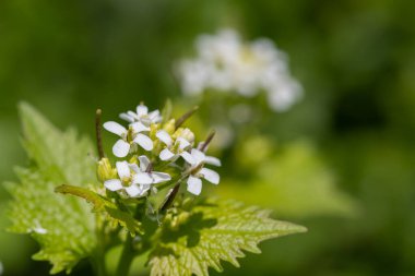 Çiçek açmış bir sarımsak hardalı (alliara petiolata) bitkisinin kapağını kapat