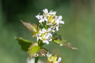 Çiçek açmış bir sarımsak hardalı (alliara petiolata) bitkisinin kapağını kapat