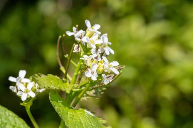 Çiçek açmış bir sarımsak hardalı (alliara petiolata) bitkisinin kapağını kapat