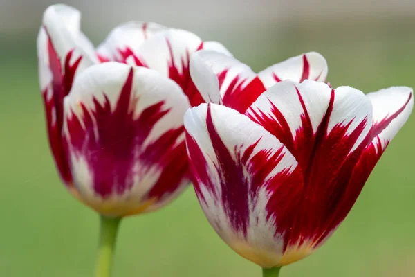 Close Tulipas Vermelhas Brancas Flor — Fotografia de Stock