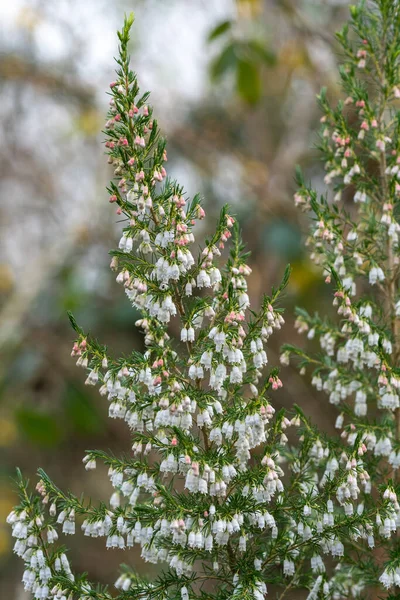 Gros Plan Des Fleurs Bruyère Espagnole Erica Lusitanica Fleurs — Photo