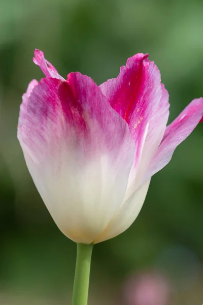 Close Uma Tulipa Rosa Branca — Fotografia de Stock