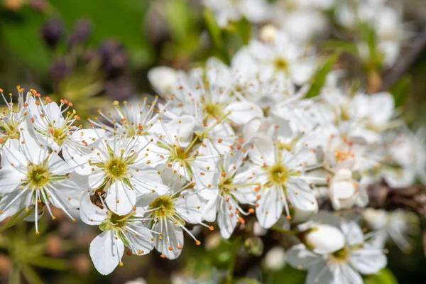 Zbliżenie Zapylonego Kwiatu Tarniny Prunus Spinosa — Zdjęcie stockowe