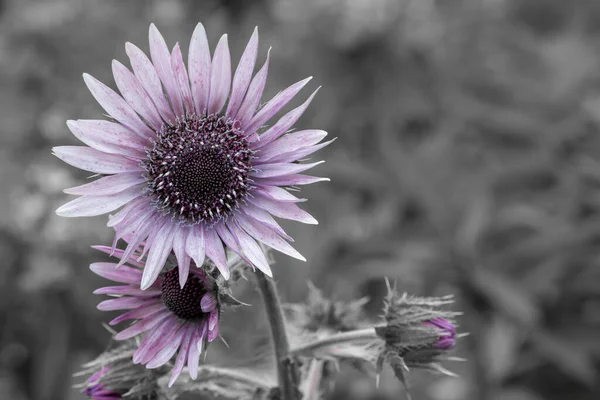 Кольори Сплеск Пурпурових Квітів Розквіті — стокове фото