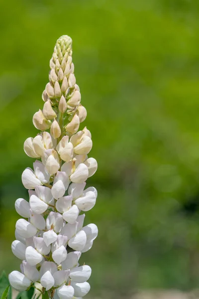 Närbild Vita Lupin Lupinus Blommor Blom — Stockfoto