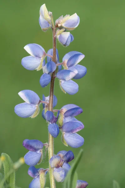 Gros Plan Une Fleur Lupin Lupinus Perennis Fond Vert — Photo