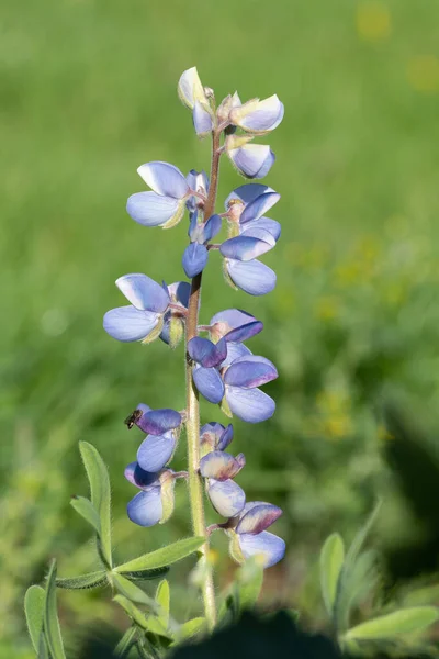 有绿色背景的野生羽扇豆 Lupinus Perennis 花的特写 — 图库照片